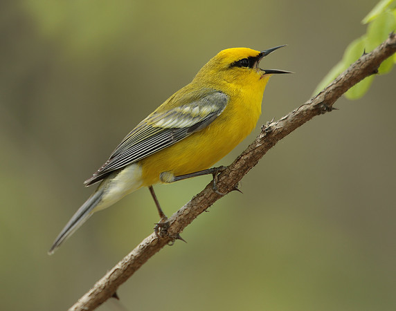 Blue-winged Warbler Vermivora cyanoptera