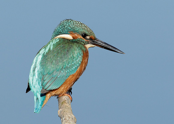 Kingfisher Alcedo atthis
