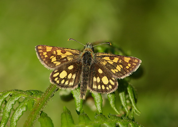 Chequered Skipper Carterocephalus palaemon