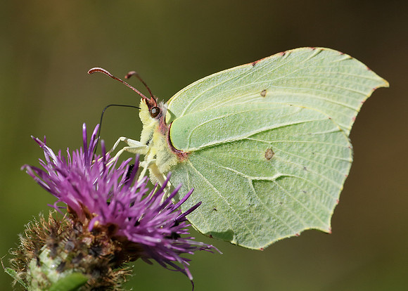 Brimstone Gonepteryx rhamni