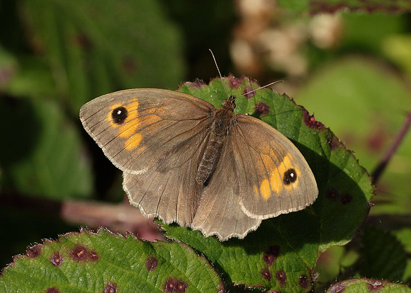 Meadow Brown Maniola jurtina