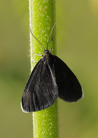 70.130 BF1870 Chimney Sweeper Odezia atrata