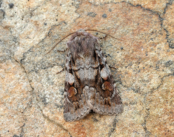 73.363 BF2125 Northern Dart Xestia alpicola