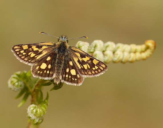 Chequered Skipper Carterocephalus palaemon