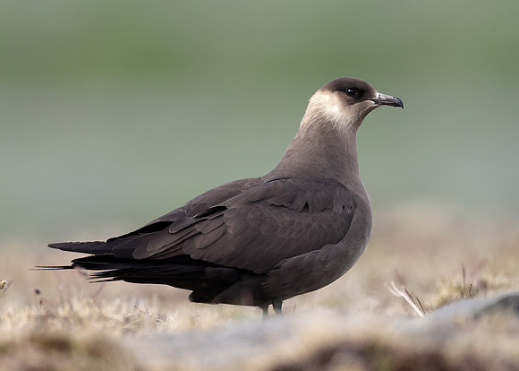 Arctic Skua Stercorarius parasiticus