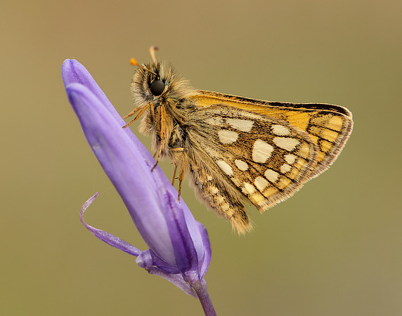 Chequered Skipper Carterocephalus palaemon