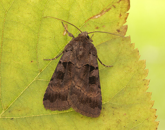 73.354 BF2131 Square-spotted Clay Xestia stigmatica
