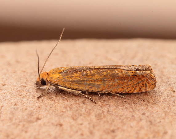 49.345 BF1219 Lathronympha strigana