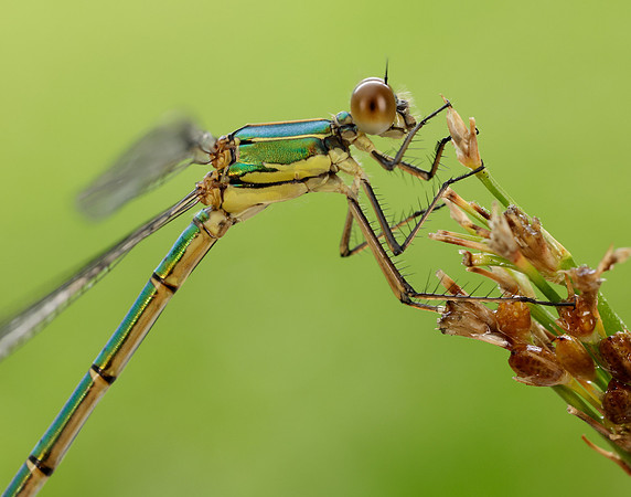 Willow Emerald Chalcolestes viridis