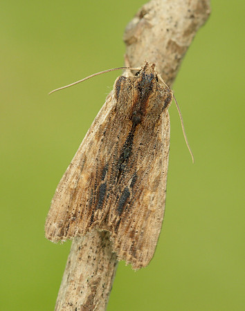 73.200 2235 Tawny Pinion Lithophane semibrunnea