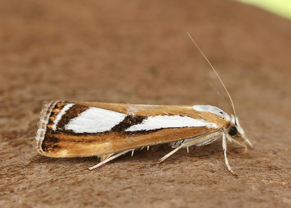 63.096 BF1310 Catoptria permutatellus