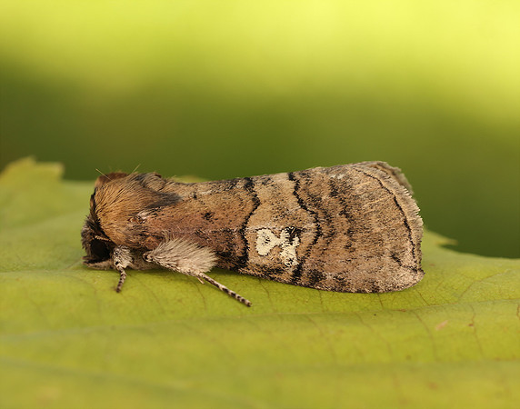 65.010 BF1654 Figure of Eighty Tethea ocularis