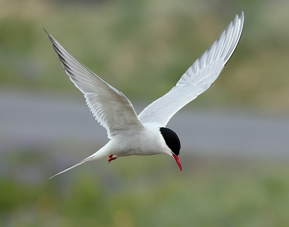 Arctic Tern Sterna paradisaea