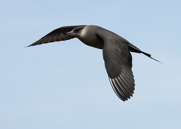 Arctic Skua Stercorarius parasiticus
