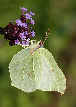 Brimstone Gonepteryx rhamni