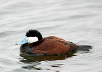 Ruddy Duck Oxyura jamaicensis