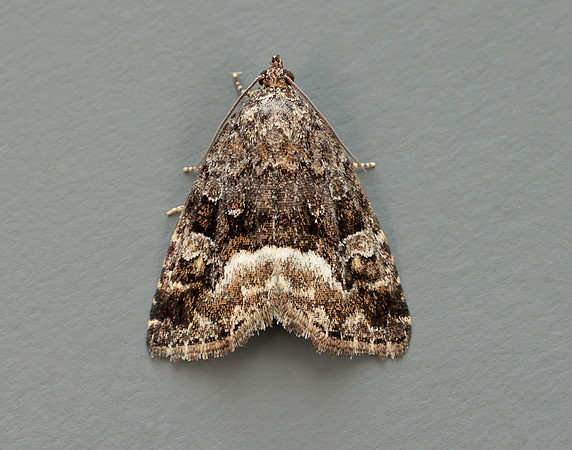 73.024 BF2410 Marbled White Spot Deltote pygarga