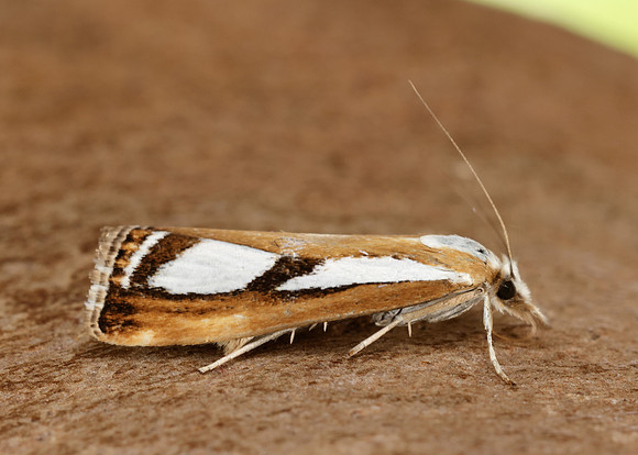 63.096 BF1310 Catoptria permutatellus