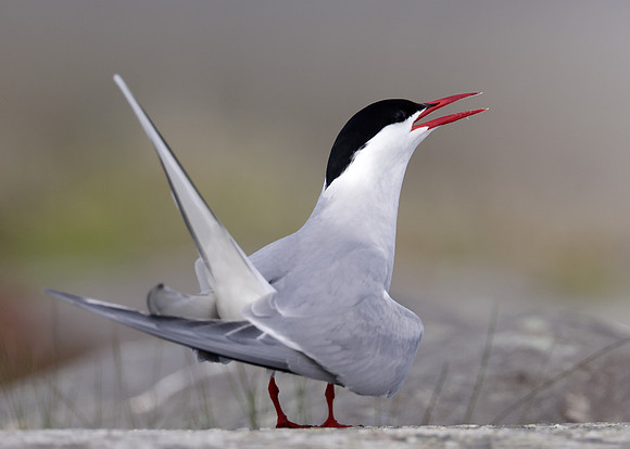 Arctic Tern Sterna paradisaea