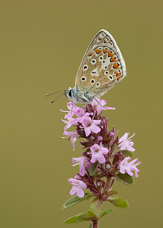 Common Blue Polyommatus icarus