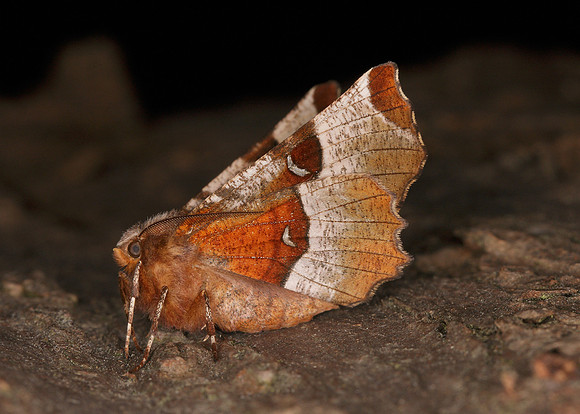 70.239 BF1919 Purple Thorn Selenia tetralunaria