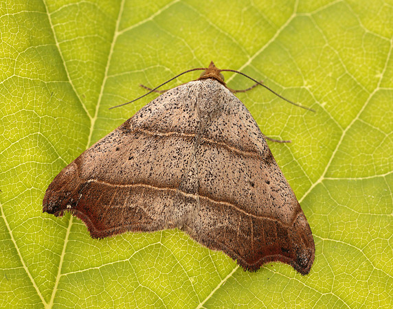72.069 BF2473 Beautiful Hook-tip Laspeyria flexula
