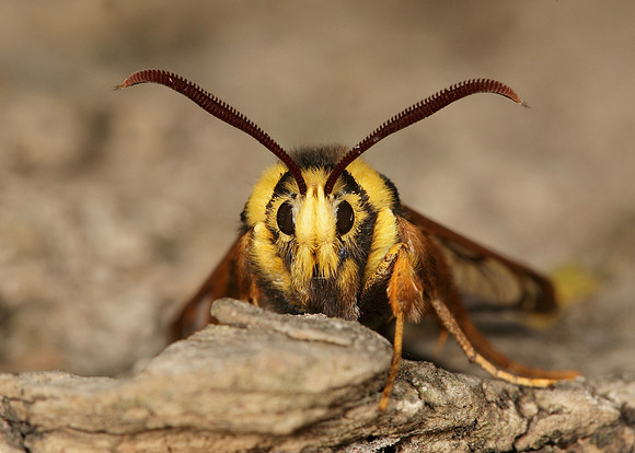 52.002 BF0370 Hornet Moth Sesia apiformis