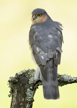 Sparrowhawk Accipiter nisus