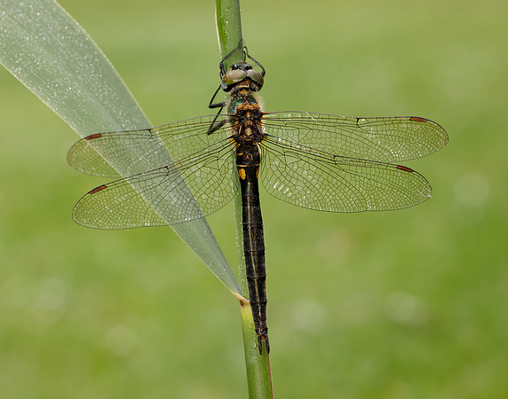 Northern Emerald Somatochlora arctica
