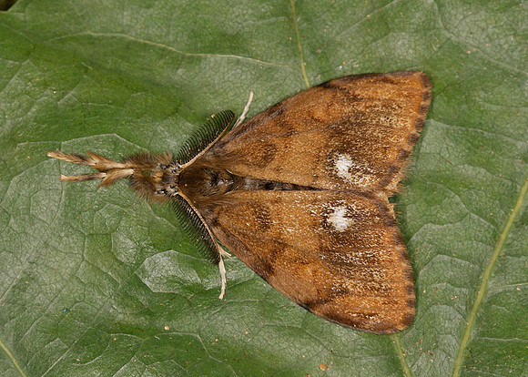 72.017 BF2026 Vapourer Orgyia recens