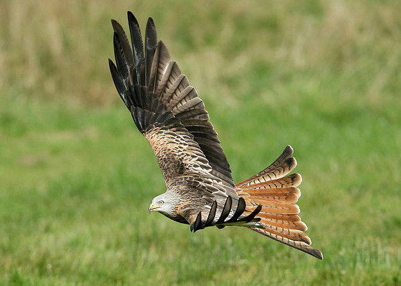 Red Kite Milvus milvus