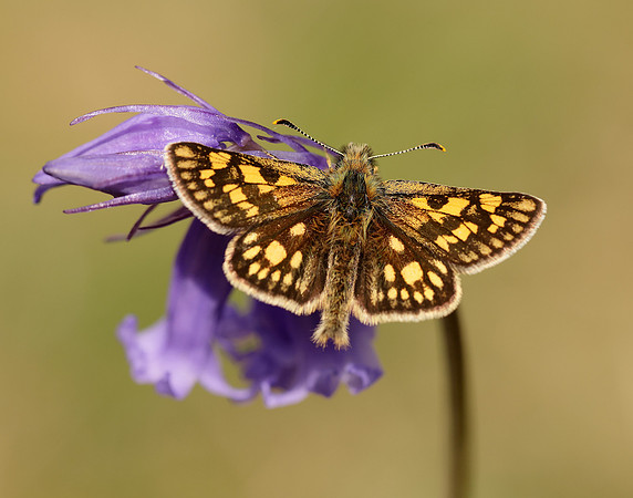 Chequered Skipper Carterocephalus palaemon