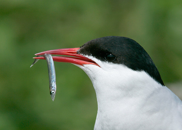 Arctic Tern Sterna paradisaea