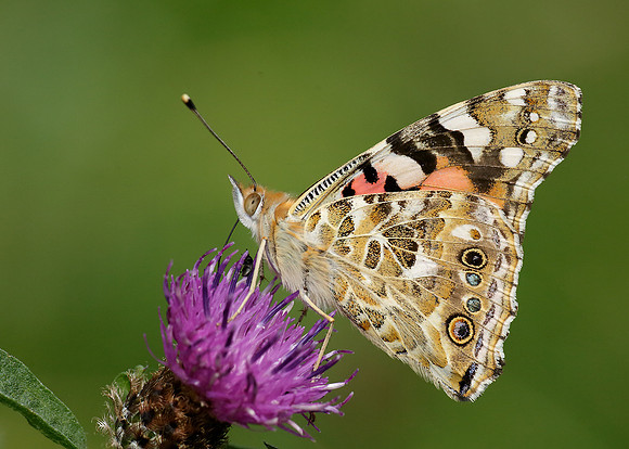Painted Lady Vanessa cardui