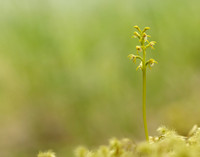 Coralroot Orchid Corallorhiza trifida