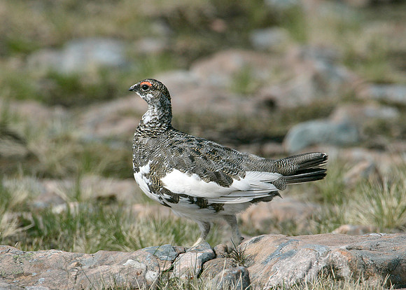 Ptarmigan Lagopus mutus