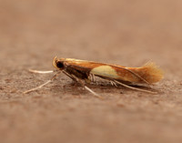 15.008 BF286 Caloptilia alchimiella