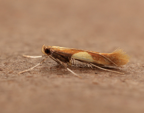 15.008 BF286 Caloptilia alchimiella