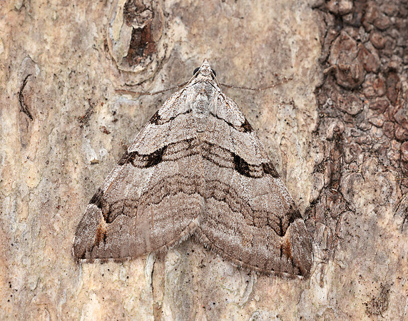 70.192 BF1867 Treble-bar Aplocera plagiata