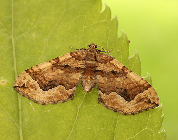 70.069 BF1749 Dark Spinach Pelurga comitata
