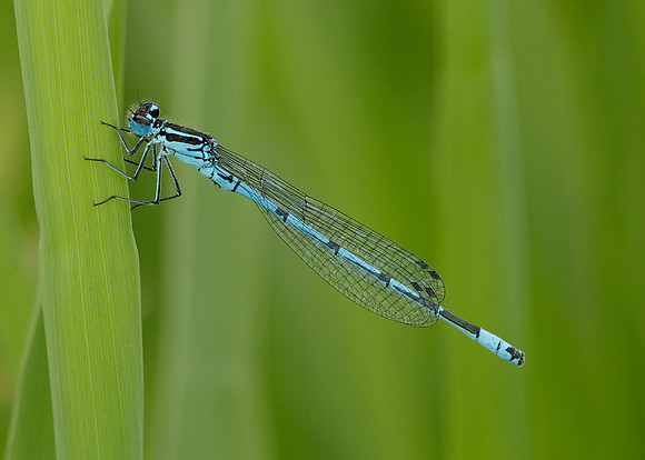 Azure Damselfly Coenagrion puella
