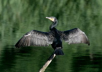 Cormorant Phalocrocorax carbo