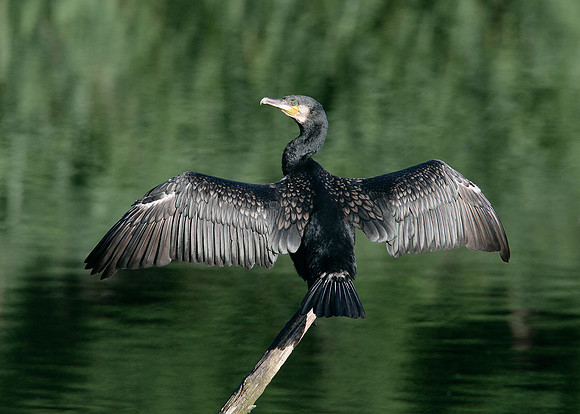 Cormorant Phalocrocorax carbo