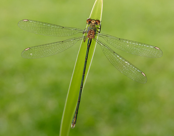 Willow Emerald Chalcolestes viridis