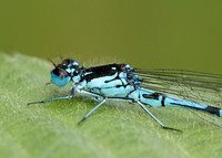 Variable Damselfly Coenagrion pulchellum