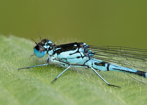 Variable Damselfly Coenagrion pulchellum