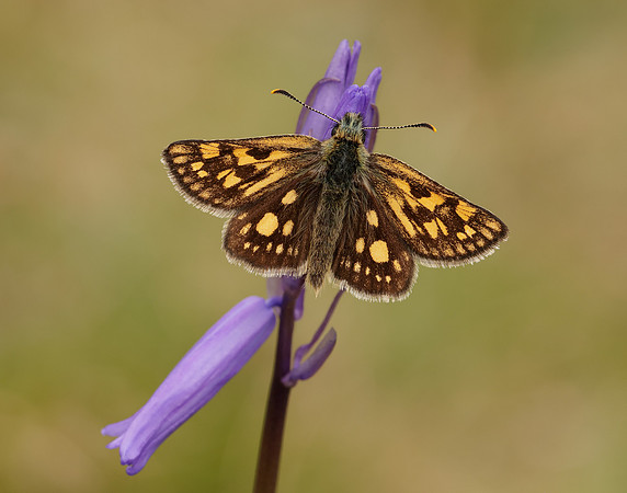 Chequered Skipper Carterocephalus palaemon