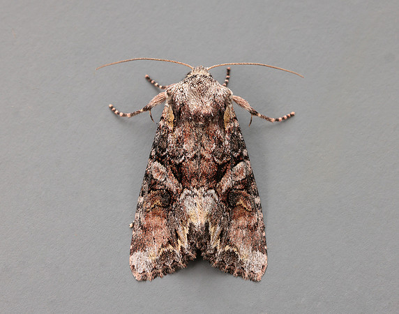73.265 BF2156 Beautiful Brocade Lacanobia contigua