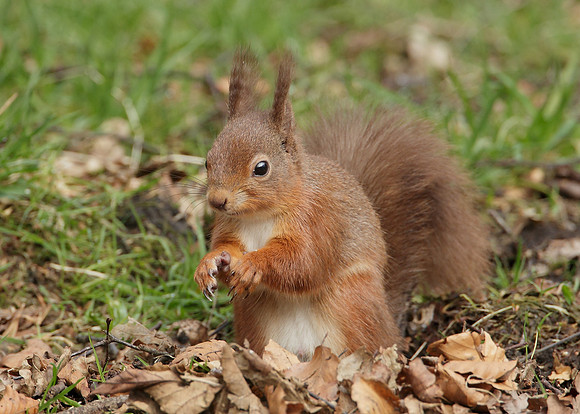 Red Squirrel Sciurus vulgaris