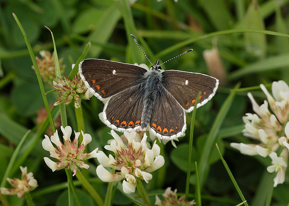Northern Brown Argus Aricia artaxerxes artaxerxes